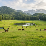 Khajjiar Chamba Himachal taxi cab